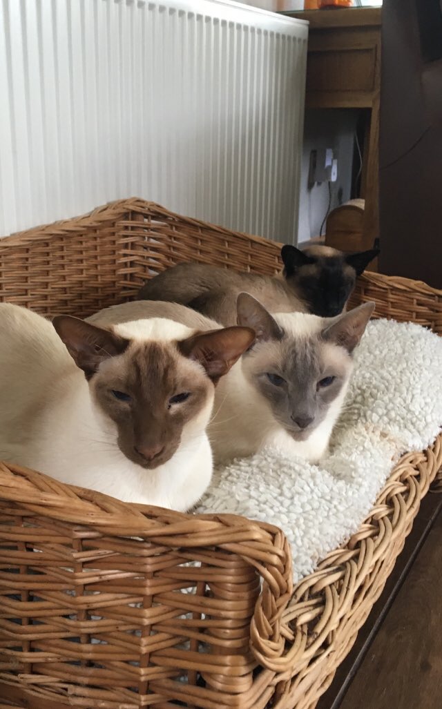 Diablo_Siamese's tweet photo. #breakfast over the #siamigos retire for a well earned rest #MeezerLife #SoBusy #FreeLoading #TeamDiablo @jolenehunter #CatsofTwitter #CatsofInstagram https://t.co/vsqzXrvNIa