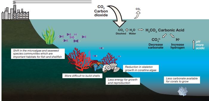 MPA_adapt's tweet photo. Coralligenous habitats, microalgae and seaweed communities 🌱are thought to be among the organisms most vulnerable to 🌊 ocean #acidification in #Mediterranean #MPADAPT https://t.co/2LBzfskAIn https://t.co/pXkJZGJLsd