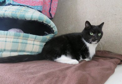 MGAnimalRescue's tweet photo. My name is Jasper and I am 6 years old. I'm a nervous lad looking for a quiet adult only forever home. I would need to be the only pet but once I get to know you I'm a friendly lad. To find out more see our website.

 #Rescue #Care #Rehome #Support #Dorset https://t.co/VWc6cAxN4B