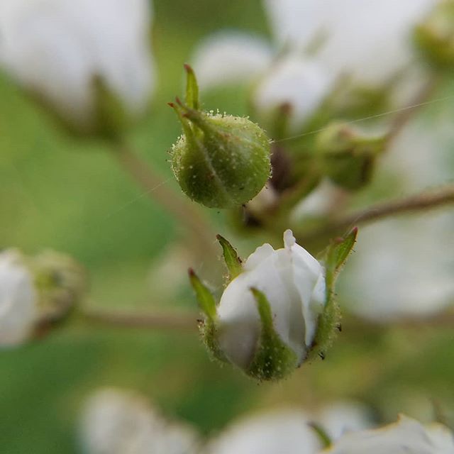 scene2see's tweet photo. #flower #spiderthread #bud https://t.co/WUEqzweyWv https://t.co/zGLGZePmCX