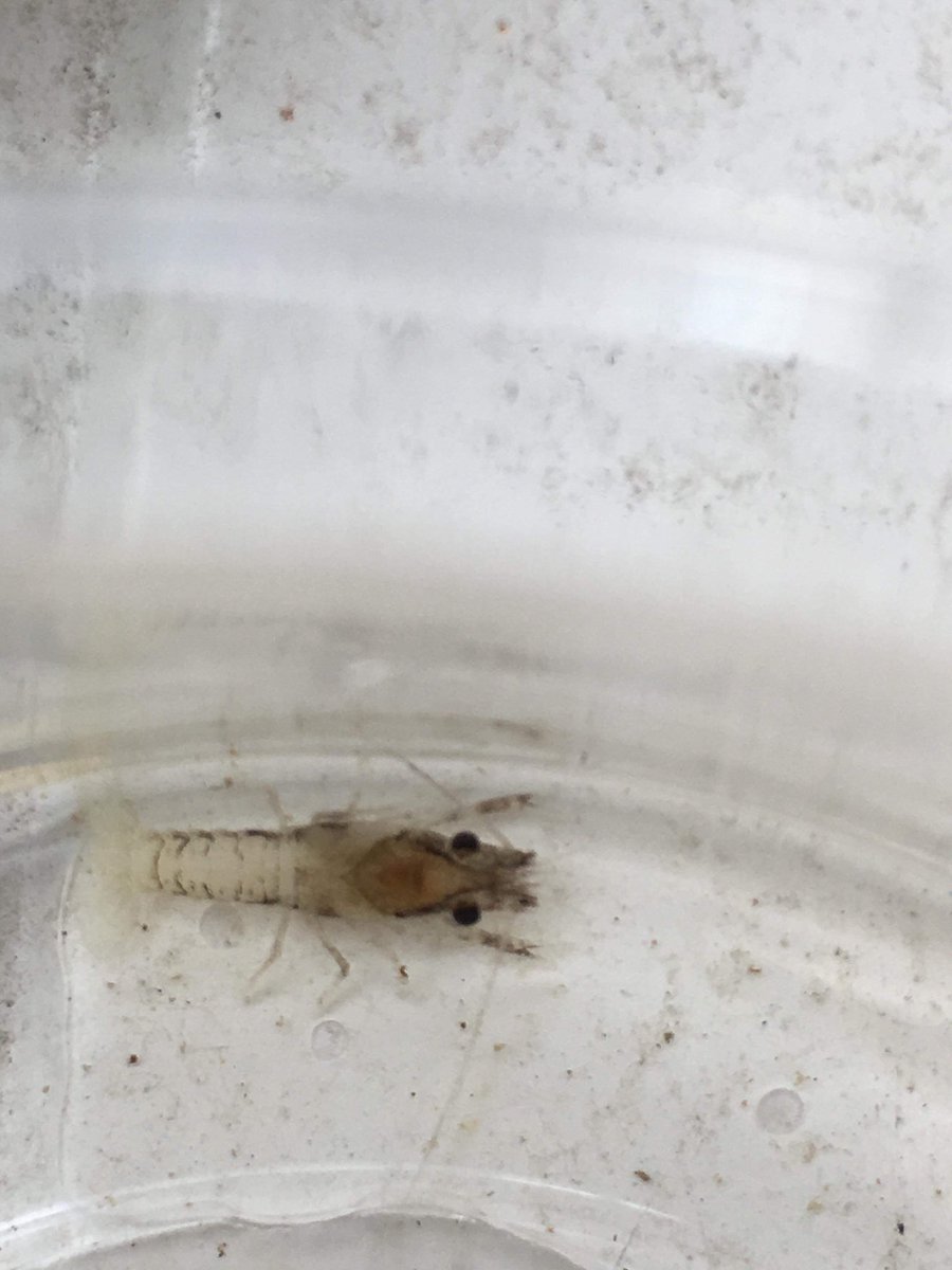 クレイフィッシュファクトリーkcfありあり Uwjlhvavewmkas7 Twitter