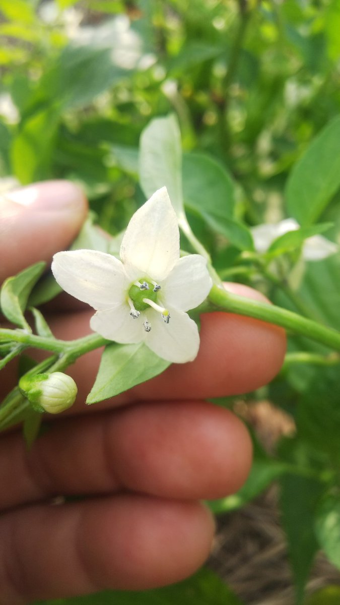 心に強く訴えるししとう 花 最高の花の画像