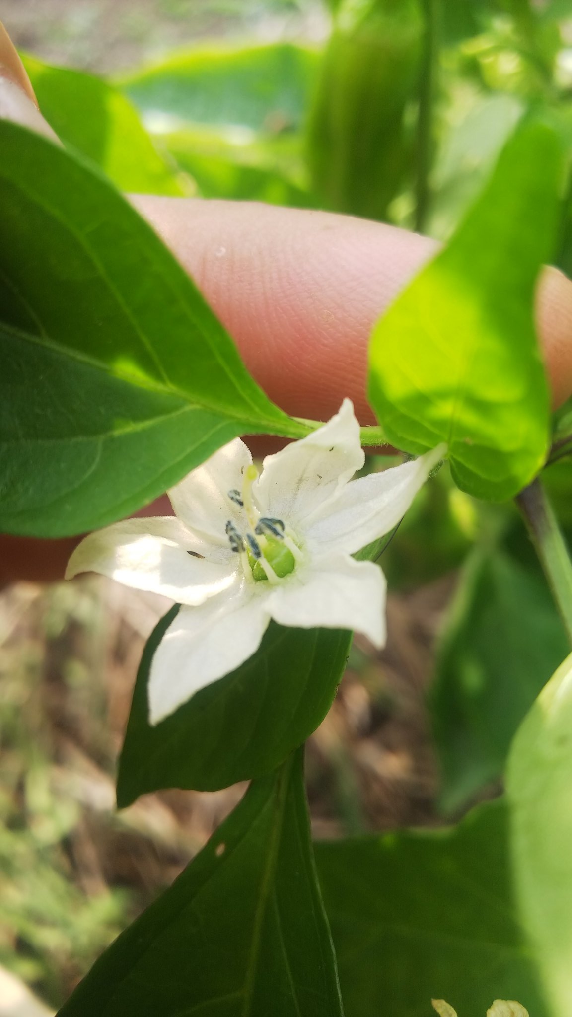 ウィラードz 初めて育てたピーマンの花と しととうの花はよく似てるwwどっちがどっちか分からない 同じ仲間だからなのかにゃ ピーマンとししとうの花 似てる 高知 T Co Cpgsqlyiux Twitter