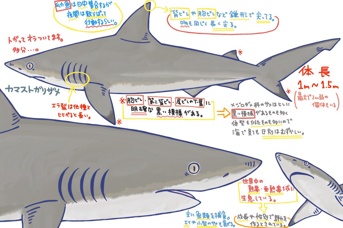 めかぶ בטוויטר メジロザメ目メジロザメ科のサメ 高速的で活動で泳ぎは速い 小魚の群れに突っ込んだ勢いで海面に飛び出ることはあるがたまに寄生虫やコバンザメを振り落とす為に海面をジャンプしているのではと考えられている 性格は臆病とされている 唐突に