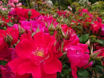 花巻温泉バラ園 開花情報 バラまつり アーカイブス バラ園案内 バラの見ごろと開花状況