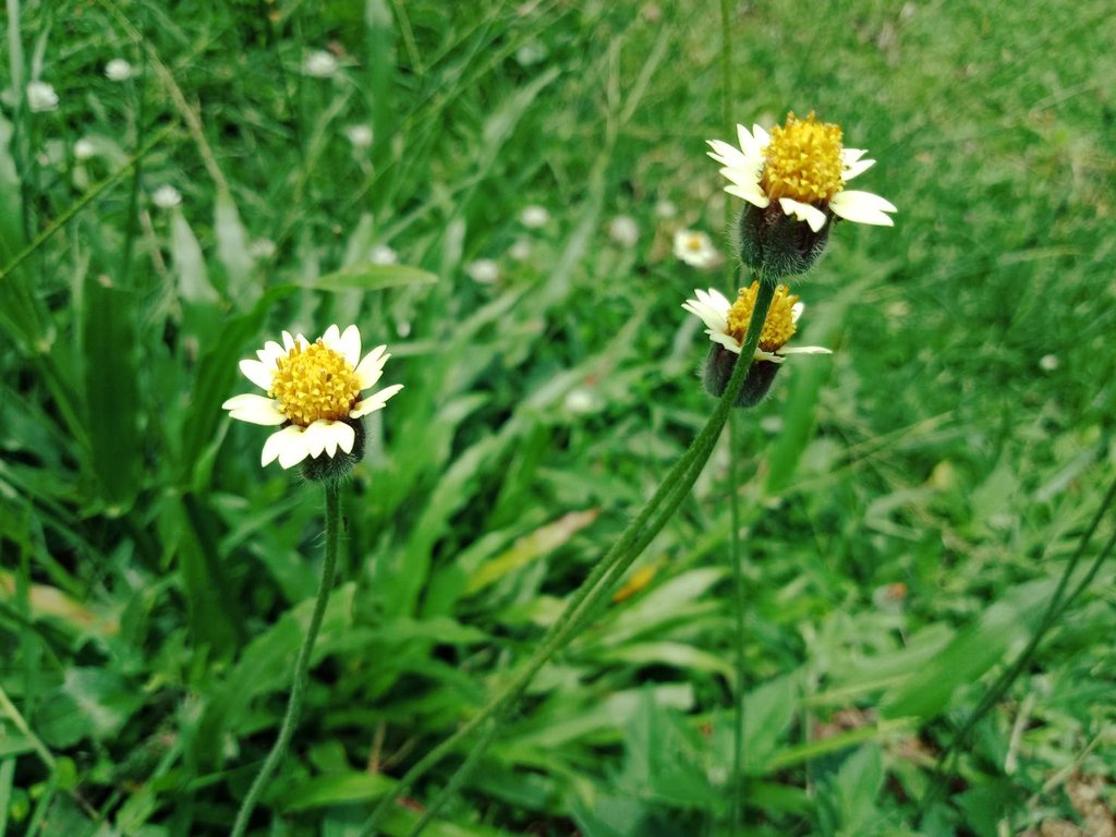 judyjujudyy's tweet photo. - The butterfly and Tridax procumbens-
-ผีเสื้อและหญ้าตีนตุ๊กแก-
🌼🌿☘🌱🍃🌼🐛🐝
#judyy https://t.co/ZvlgX1e511