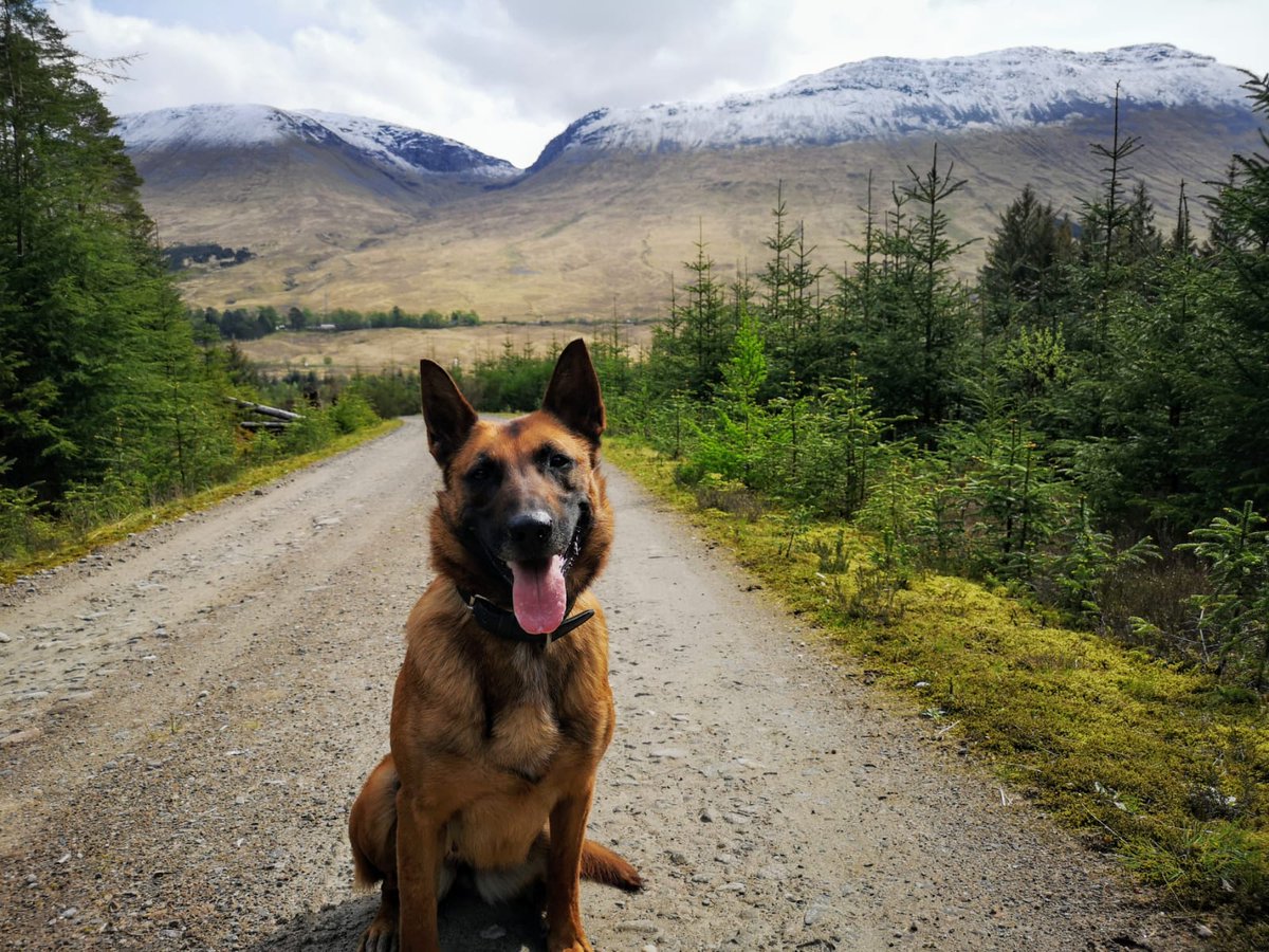 PSOSDogs's tweet photo. On Monday evening Pd Indie tracked and traced a man wanted for a robbery in the Hallglen area of Falkirk.
@FalkirkPolice
#PdIndie https://t.co/pArTfqRFRX