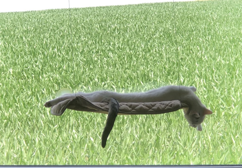 Ich glaube mein Kater ist geschmolzen 🥵