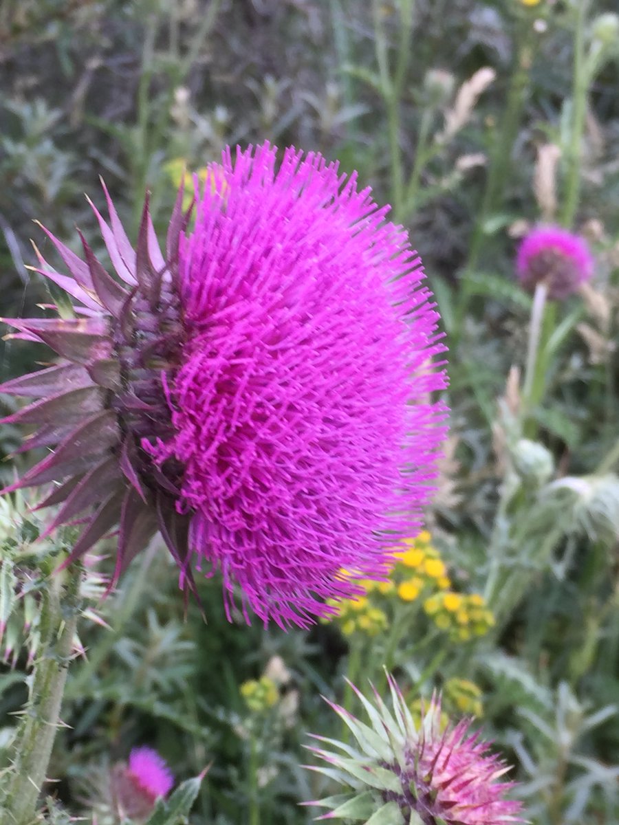 BoswachterFred's tweet photo. #knikkendedistel in het #vinetaduin @ZHLandschap @waarneming @HoekvanHollandd van knop tot bloei! https://t.co/DAnU49WFJ3