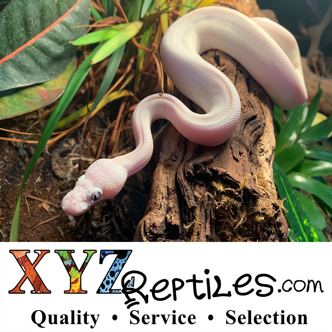 XYZReptiles's tweet image. #DidYouKnow that any combination of the ball python morphs below can make a #BlueEyedLeucisticBallPython? What is your favorite combo to make a #BlueEyedLucy? Get your very own baby #BEL ow.ly/GMaV50uLryK
Mocha
Mojave
Butter
Lesser
Russo
Bamboo