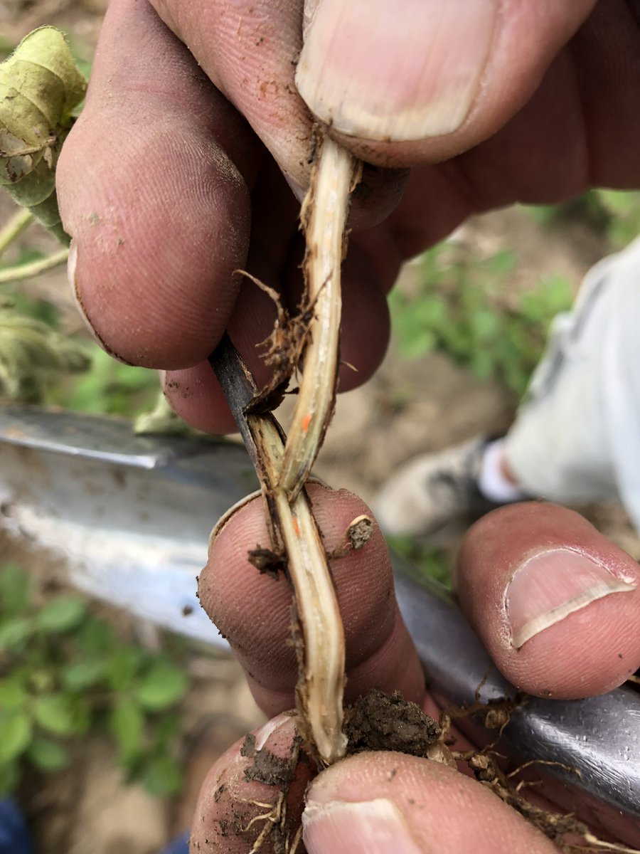 Trevor Houghton (@trevorsene) on Twitter photo Found possible Gall Midge larvae by Murray, NE. 6” beans starting to wilt. Look for woody stems. Appreciate the support and time <a href="/justinmcmechan/">Justin McMechan</a> and UNL are putting in to help solve the puzzle on this pest. Link to his article: cropwatch.unl.edu/2019/soybean-g… Found possible Gall Midge larvae by Murray, NE. 6” beans starting to wilt. Look for woody stems. Appreciate the support and time <a href="/justinmcmechan/">Justin McMechan</a> and UNL are putting in to help solve the puzzle on this pest. Link to his article: cropwatch.unl.edu/2019/soybean-g…