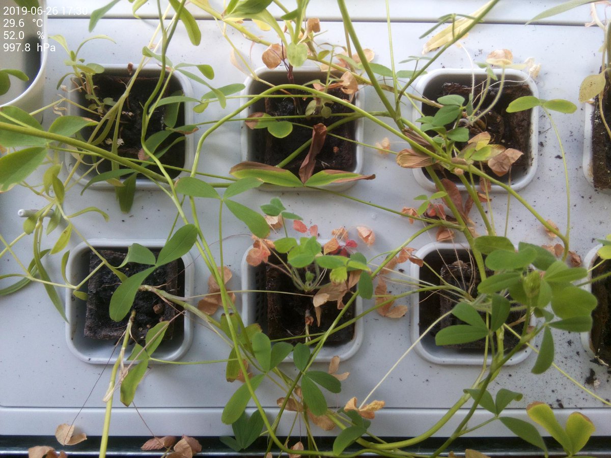 krautbeet's tweet photo. 29.6 °C at 52.0 % humidity and 997.8 hPa barometric pressure https://t.co/R8ugpvS3GL
