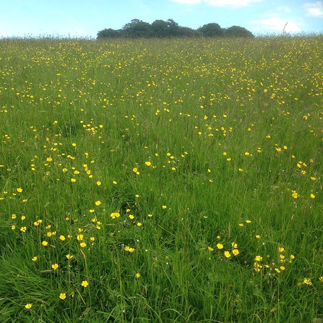 themagicroad's tweet photo. A sea of yellow on the hill of Tara today. 
#hilloftara 
#awriterslife 
#writersofinstagram 
#nature https://t.co/zW7LVAGlcA