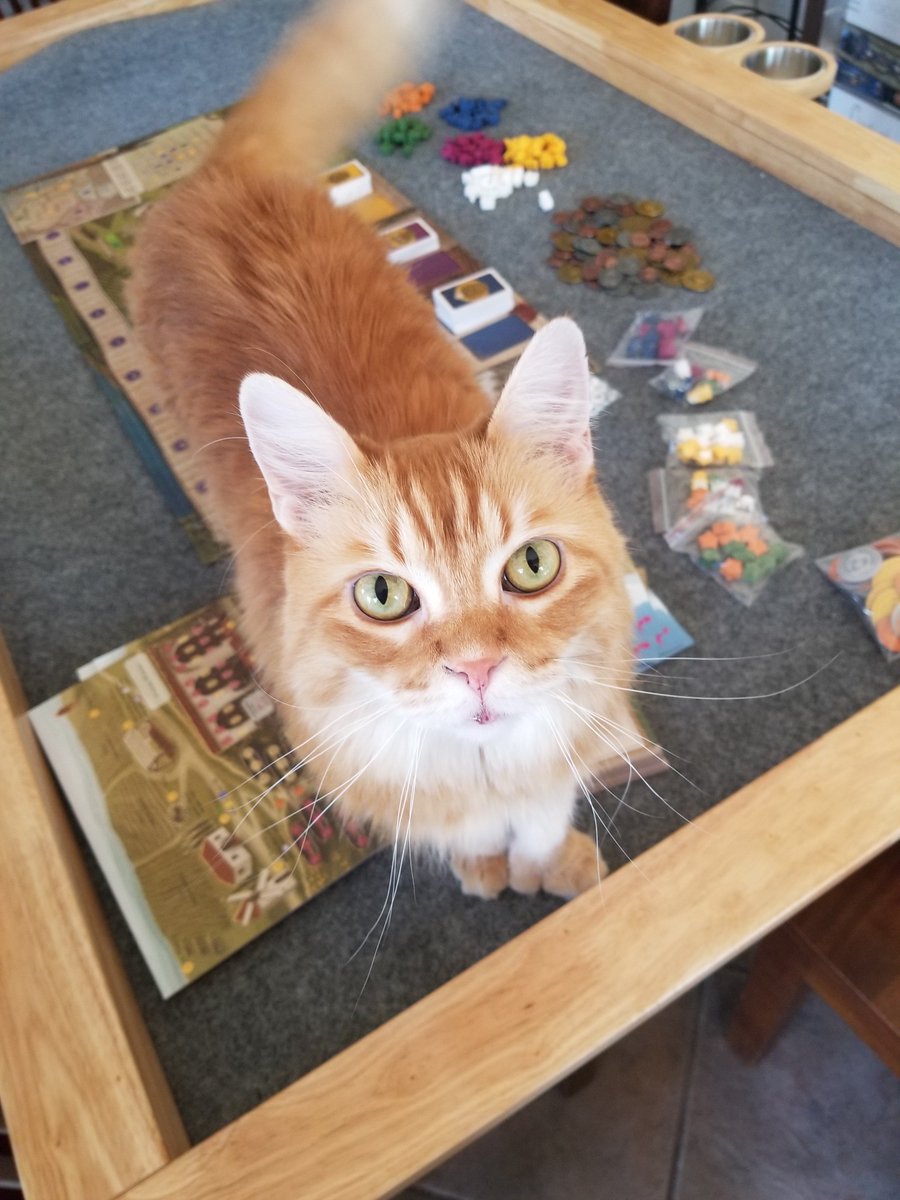 prlygrly's tweet photo. @CityofGamesHQ Obligatory cat picture; Cicero loves walking on game boards. I'm interested in all of IoC's gameplay modes. I love games with a good, strong theme. Current favorites are Kitchen rush, Welcome To, and 7th Continent. https://t.co/BPrSTqhvxm