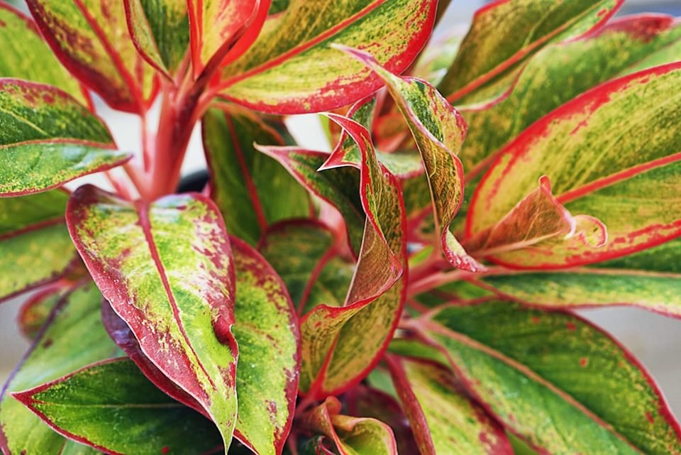 Firecracker Aglaonema

Bring a pop of color to the indoors. This houseplant is attractive and easy to care for. It can be maintained in lower light environments. Do not place in full direct sunlight. Allow soil to dry out between watering.

#interiorjungle #urbanjungle