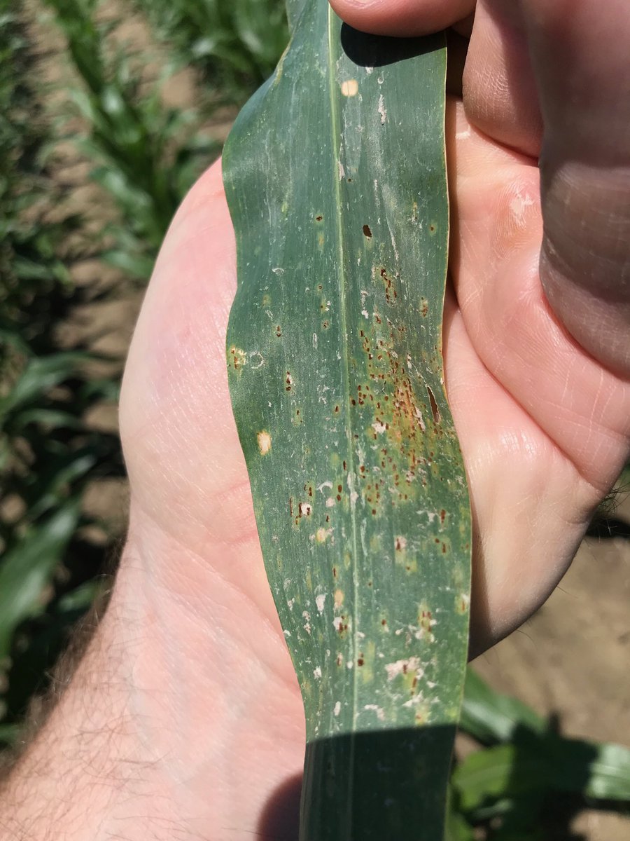 CP_Peddler's tweet photo. Common Rust is starting to show up in Southern IL.  This is the first time I have seen it in v8-v9 Corn.  This disease is not as aggressive as Southern Rust but should not be ignored.  Please consider protecting your crop in 2019 with a fungicide.  Prevention is the best cure! https://t.co/50fK9uHW3G