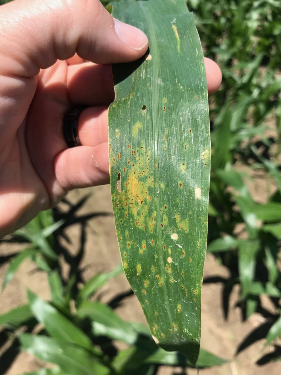 CP_Peddler's tweet photo. Common Rust is starting to show up in Southern IL.  This is the first time I have seen it in v8-v9 Corn.  This disease is not as aggressive as Southern Rust but should not be ignored.  Please consider protecting your crop in 2019 with a fungicide.  Prevention is the best cure! https://t.co/50fK9uHW3G