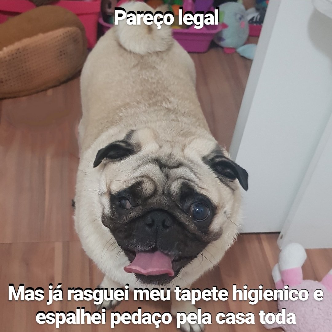 tsunadethepug's tweet image. Sou dessas.

#pugstyle #pugoftheday #diadafofura #doginfluencer #sabedoriacanina #bagunça #lindeza #amorpug #amor #puglovers #pets #puppy #nature #pugdog #tsunade_thepug