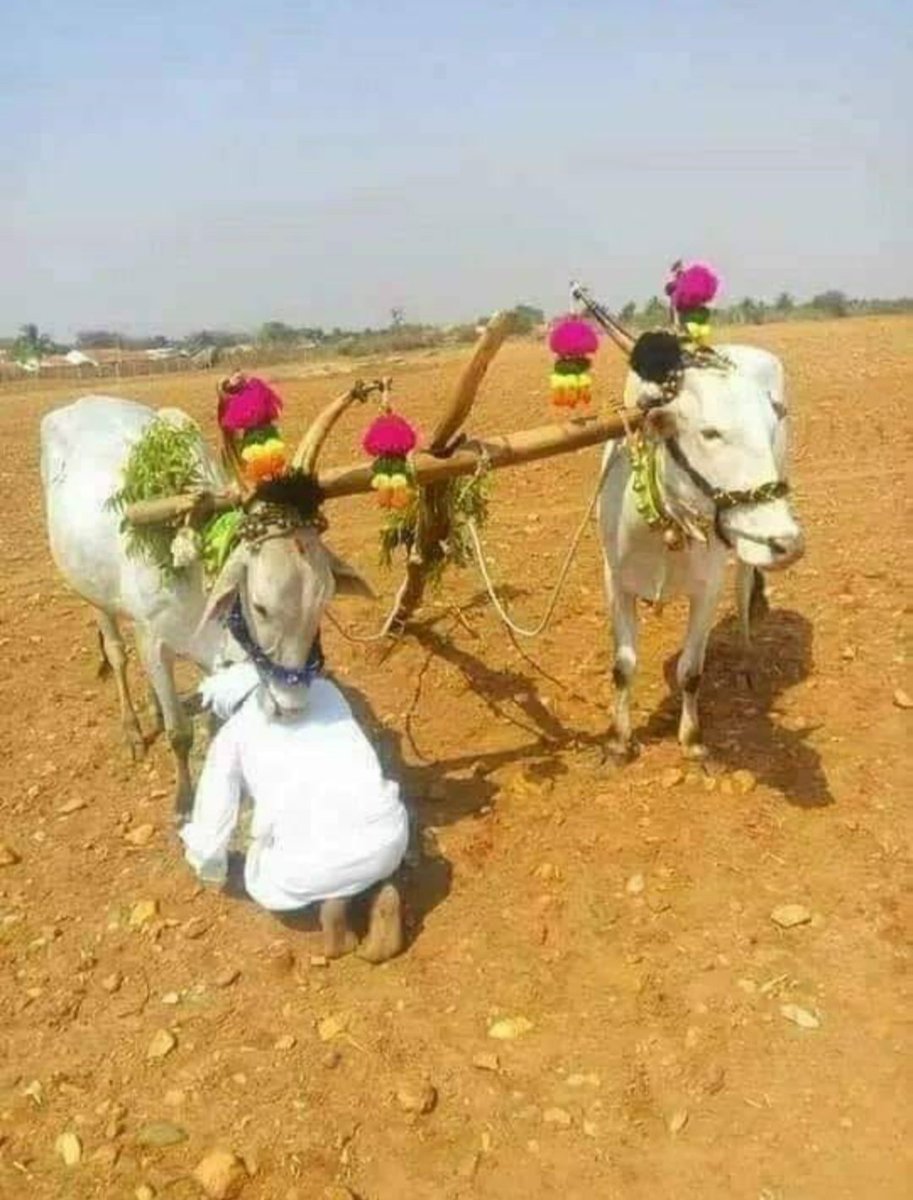 #दुर्लभ_चित्र 

मानसून के आगमन पर देश का एक अन्नदाता अपनी खरीफ की फसल के लिए अपने बैलों की जोड़ी के चरणागत हो पूजा अर्चना कर अपनी बंजर भूमि को उपजाऊ एवं अच्छी फसल की कामना कर रहा है।
