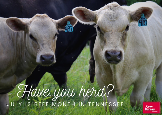 TNFarmBureau's tweet photo. It's July Beef Month in the Tennessee! 🍔 This month is chance to celebrate delicious and nutritious beef and the farmers in every Tennessee county that produce it. Take July to enjoy an extra steak or burger and say thank you to a beef farmer! #JulyBeefMonth #TNBeef https://t.co/4A7gKuPDSt