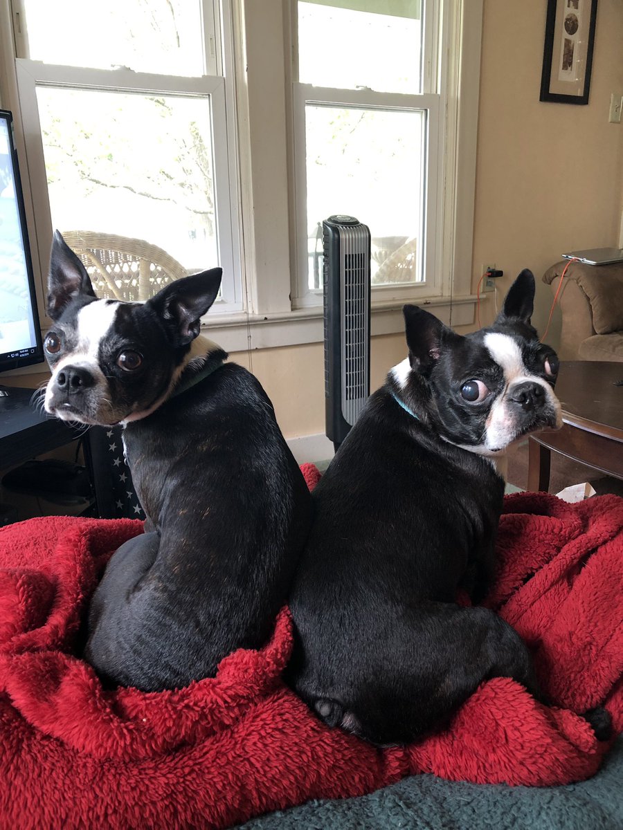 SongBox85's tweet image. Stella and Edna are ready for their close-up! #kclpetpic