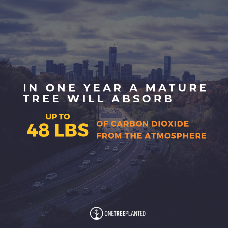 onetreeplanted's tweet photo. Did you know there are several factors that go into calculating the amount of CO2 that a #tree can absorb per year? Tree species, total weight (including the root system), diameter of the trunk, and age are some of those factors. https://t.co/RGWFFyxJIT
