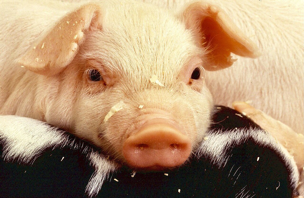 WorldAnimalNews's tweet photo. Breaking! #UnitedStates House Passes Legislation With Significant Advancements For The Welfare Of #Pigs, #Dogs &amp; #Horses; What About Protecting The Rest? 🙏🐖

READ MORE: 🌍👉 https://t.co/RcHAD4XZAU https://t.co/eKDf5hG8vZ