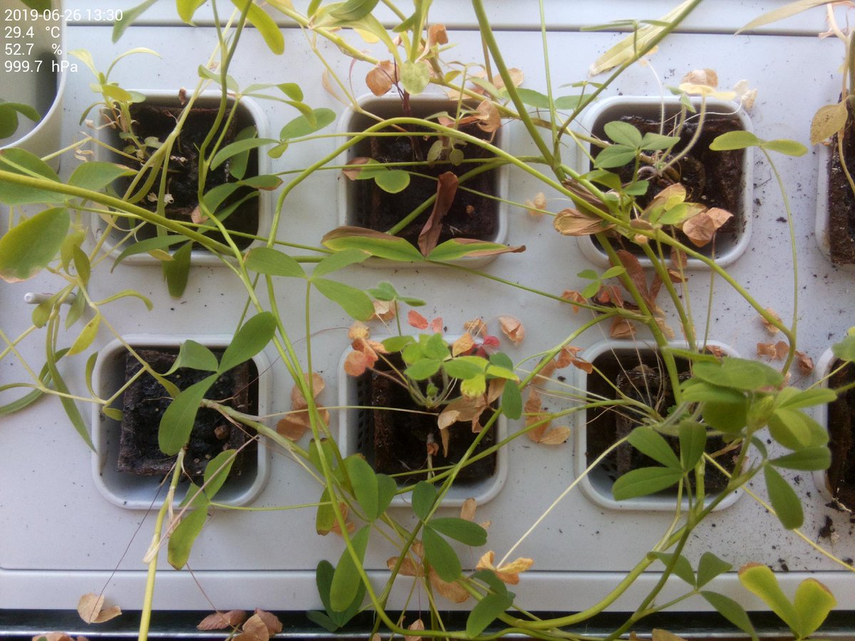 krautbeet's tweet photo. 29.4 °C at 52.7 % humidity and 999.7 hPa barometric pressure https://t.co/UfwfazeemO