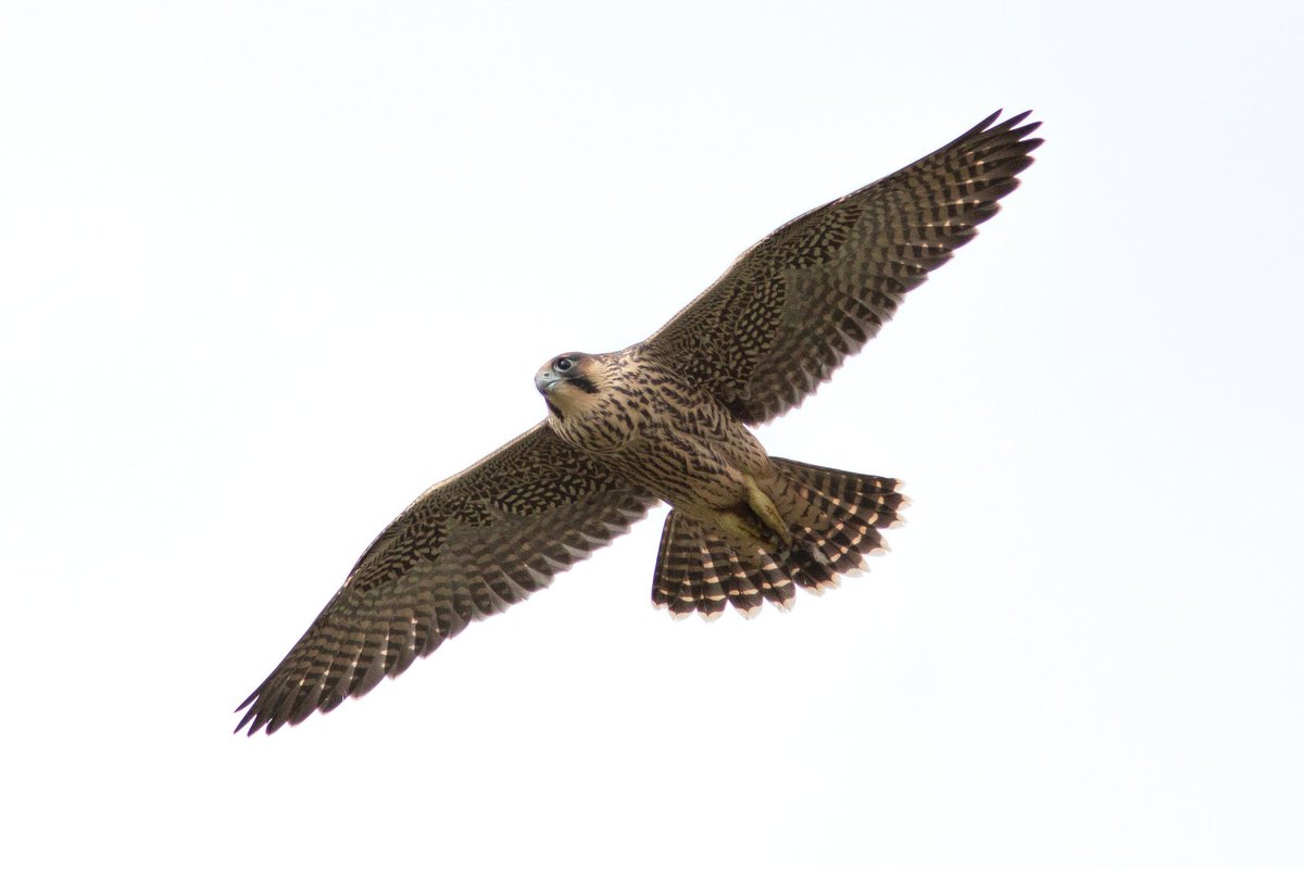 RoutledgeSteve's tweet photo. A few more Peg images from Malham Cove at the weekend @traceydawn2 x https://t.co/7l7v8S79dU