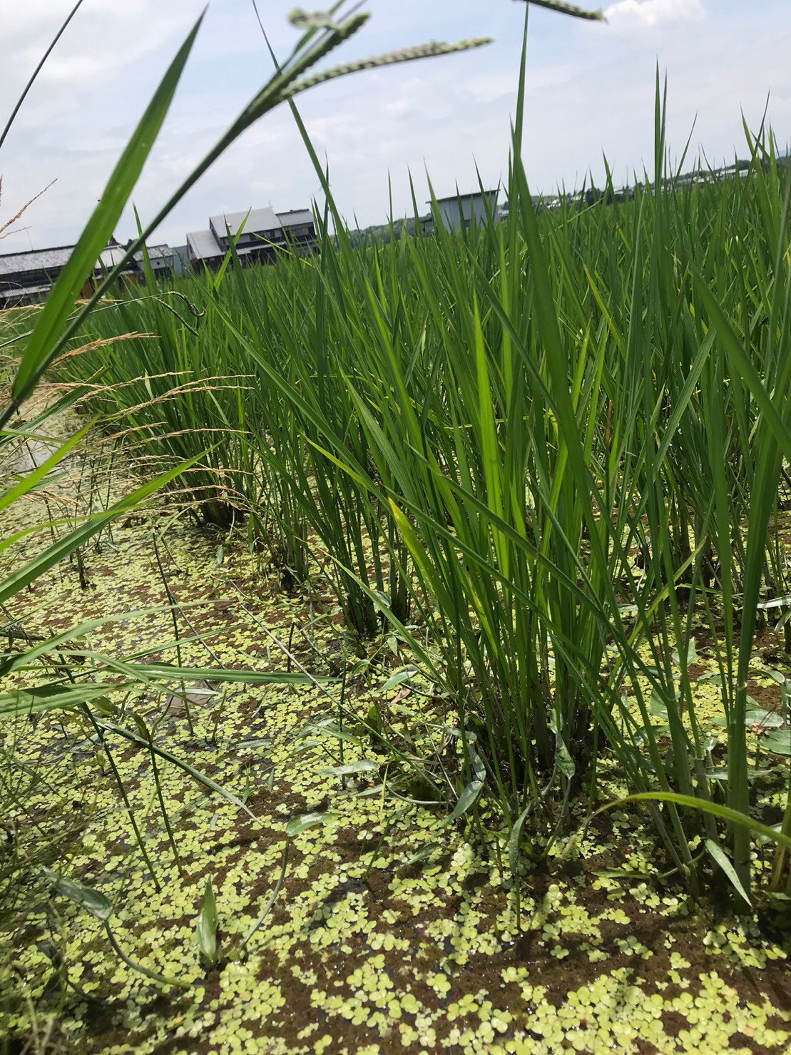 みっちぃ 浮き草が発生 アカウキクサも大量に アカウキクサは絶滅危惧ib類 En 環境省レッドリスト これが一面を覆うと草に光が届かず草が生えにくいので有難い 無農薬 無化学肥料 除草剤なし 田んぼ 絶滅危惧 みっちぃ 浮き草が発生 アカウキクサも大量に アカウキクサは絶滅危惧ib類 En 環境省レッドリスト これが一面を覆うと草に光が届かず草が生えにくいので有難い 無農薬 無化学肥料 除草剤なし 田んぼ 絶滅危惧