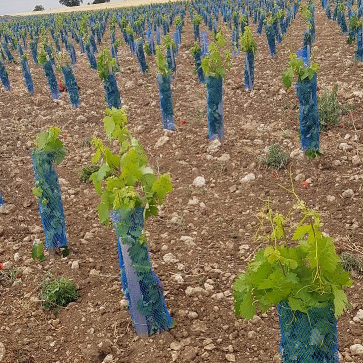 Nuestros viñedos en Quintanilla de Arriba, nos demuestran lo maravillosa que es la naturaleza.
Estamos en un páramo a más de 900 mtrs de altitud rodeados de monte bajo y asediados por corzos, conejos y jabalíes con la intención de devorar nuestros brotes tiernos. #BodegasZifar