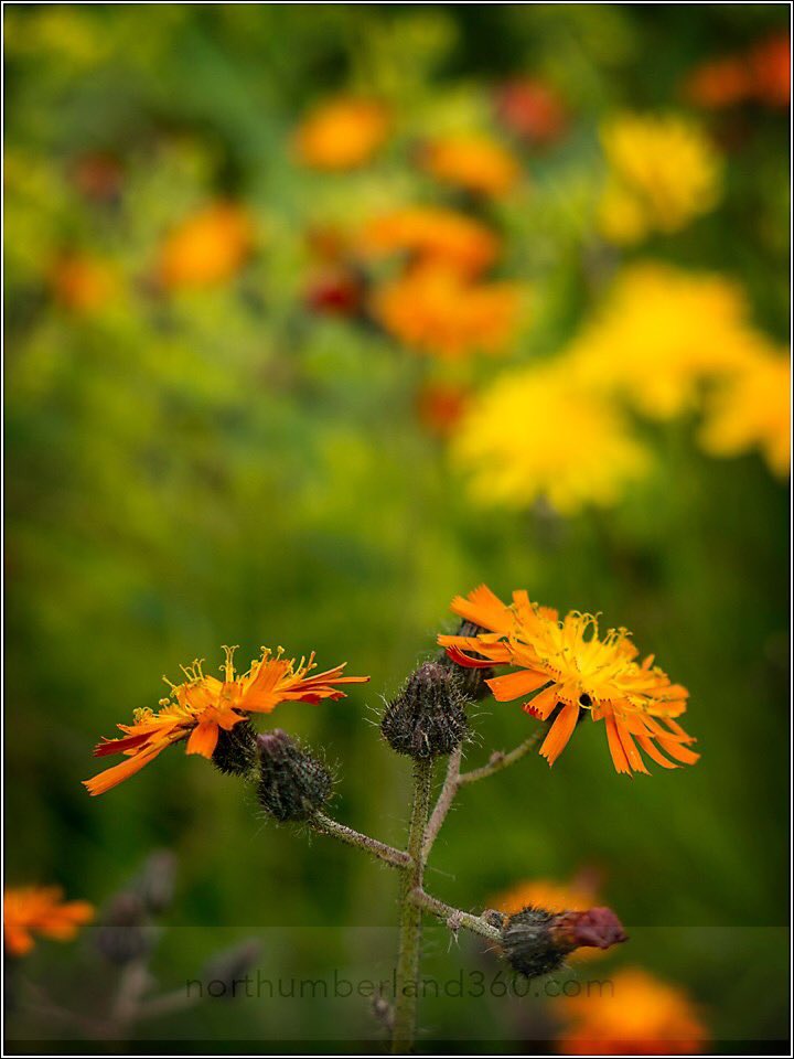 Meanwhile down the garden, one man's weeds are another man's wildflowers...