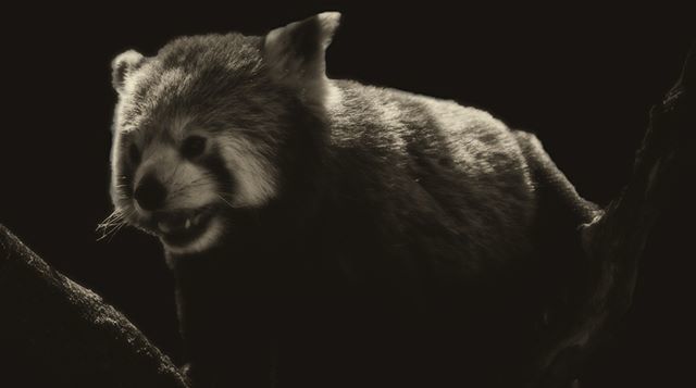 buksheephotos's tweet photo. Red Panda
.
.
.
#JustGoShoot #InstaGood #InstaPhoto #PicOfTheDay #PhotoOfTheDay #Photogram #Capture #PhotographyDaily #PhotographyIsLife #iPhoneography #Camera #Composition #Photoshop #Instadaily #Igers #Cityscape #HDR #HDRspotters #Instafocus #IGworldcl… https://t.co/em8zcPLGNk https://t.co/jvLjv4n0JD