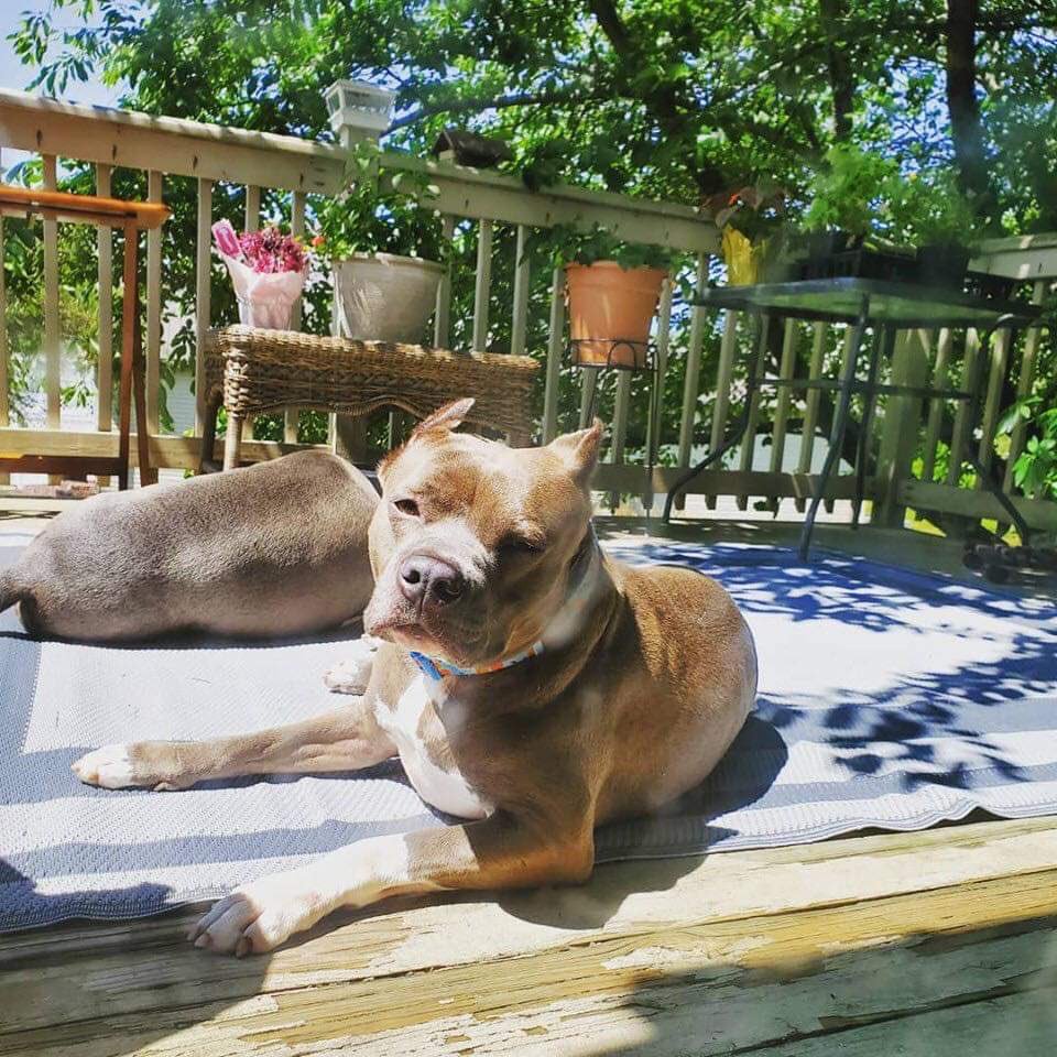 #WomanCrushWednesday goes to #Adoptable Melia catching some rays! 😍🐾💜 thanks <a href="/0thFromOurStar/">Sun</a> for providing our daily vitamin D 😂👍🏼 #rescuedog #sun #Adopt #fosteringsaveslives