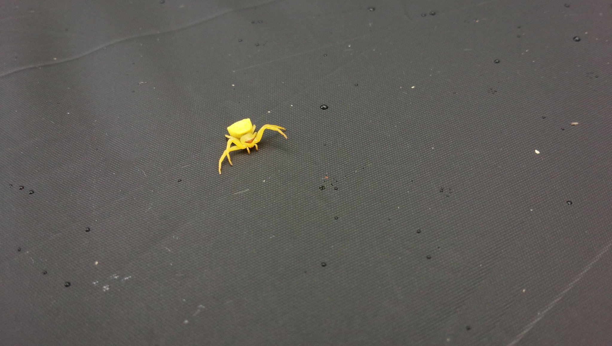 素人虫追人 Pa Twitter 今日 出逢った生き物達 クモ編 種類 名前は全く解りません ゼブラ模様ヤツと黄色の蛍光色のクモ けっこうデカい立派なクモ 素人虫追人 Pa Twitter 今日 出逢った生き物達 クモ編 種類 名前は全く解りません ゼブラ模様ヤツと黄色の蛍光色のクモ けっこうデカい立派なクモ