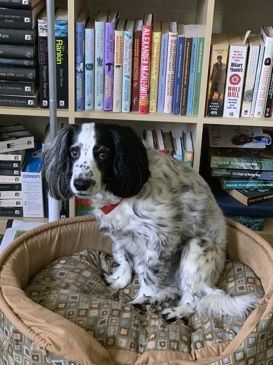 adbartlettceo's tweet photo. One of the joys of working from home - my able assistant #doglovers https://t.co/oNyrYE9a6G