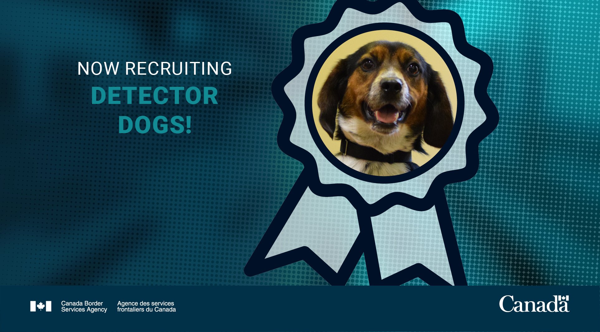 What Do I Need For My Dog To Cross The Border To Canada