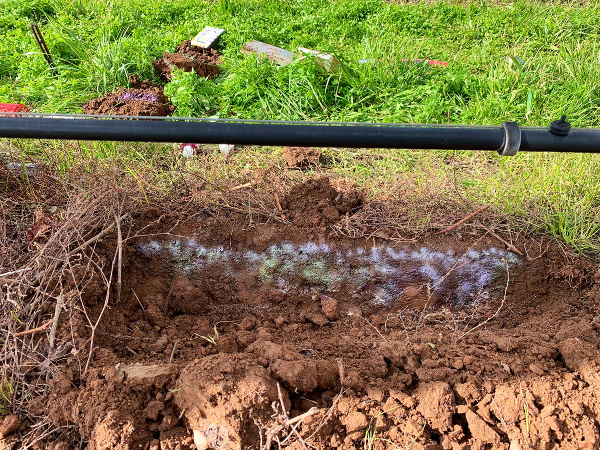 Very visual impact of the zone of influence from dripper irrigation. Salt accumulation in irrigation zone increasing pH significantly, exacerbated by limited summer rainfall. #soil #water #irrigation #viticulture