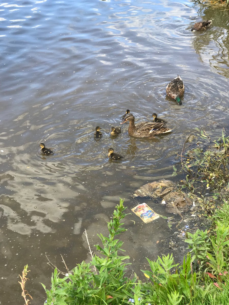 Lovely ducklings surrounded by litter :( #rubbish #takeyourlitterhome #littering 52