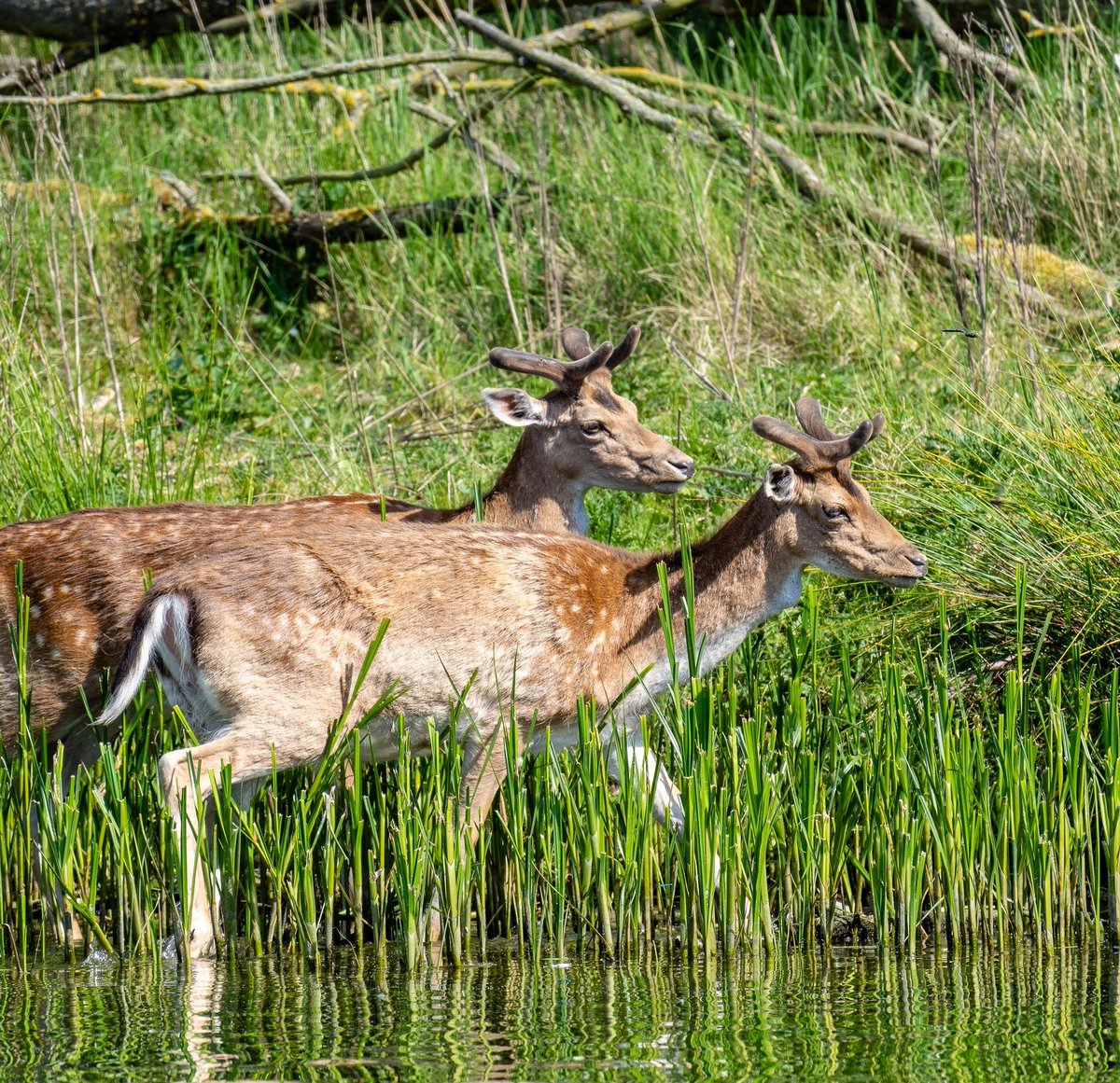 #natuur #damhert #fallowdeer #photography #nature #hert #natuurfotografie #capturethewild #natgeo #zoomnl