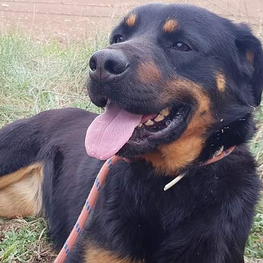 Luz83203178's tweet photo. Luz busca una acogida indefinida o una buena adopción definitiva 

Contacto infoveganhope@gmail.com 

Luz está espectacular y tiene mucha energía, es un poco alocada pero súper cariñosa. Aunque aún tiene miedos no es nada que con amor y paciencia no puedan superar. https://t.co/gOKNxKQDA4