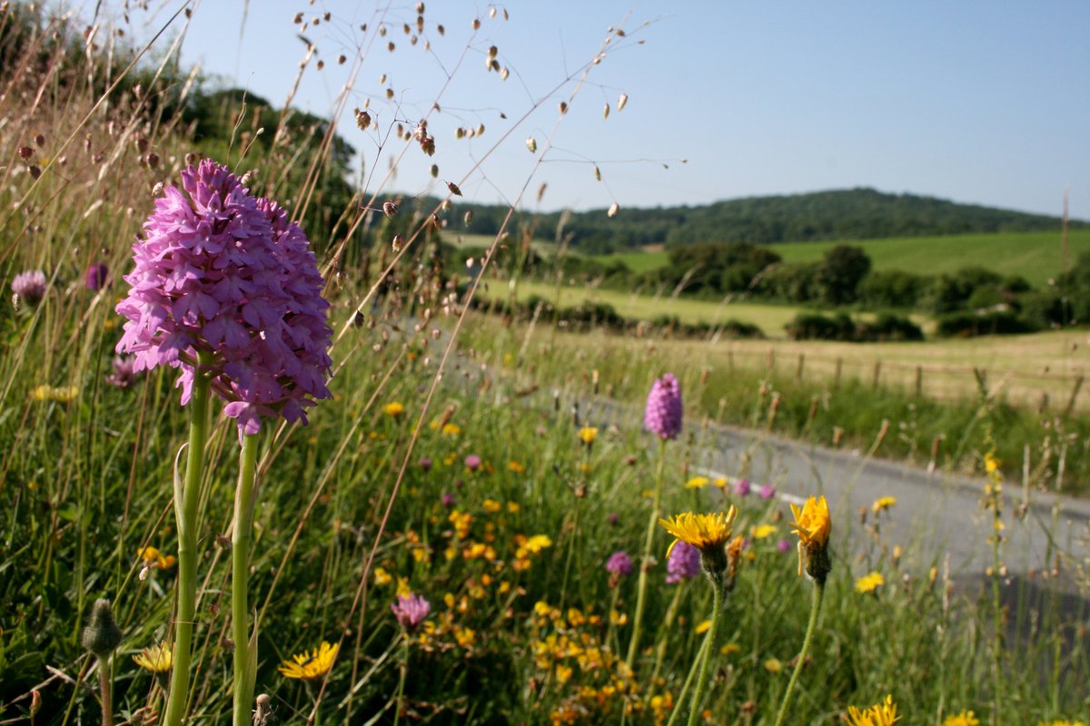 Love_plants's tweet photo. .@Love_plants petition calling on councils to manage #RoadVerges better for wildflowers & wildlife on the, err, verge of 60,000 signatures. Please take a few mins to sign & share to show you care! https://t.co/qzeXfTlyiU @DrTrevorDines @michael_kr_pc @JennyHPlantlife @katefpetty https://t.co/qWRDuIzahg