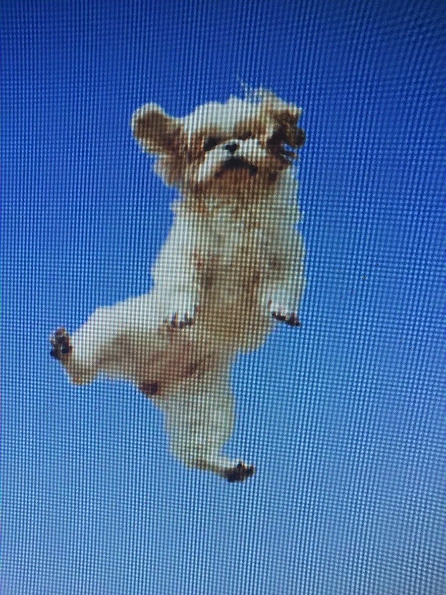 MrColinMoore's tweet photo. You know it’s celebrate service week,when even the Dog is jumping with joy #StarboardHotels #celebrateservice #dogfriendly https://t.co/LvRFSsVWgE