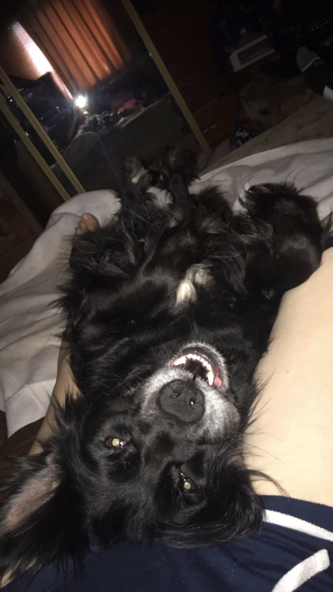 MadisonMargerum's tweet photo. 🐶🥰 https://t.co/WNy5L4PGp3