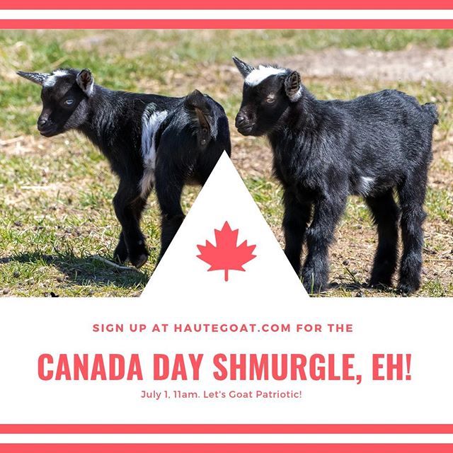 HauteGoat's tweet photo. The farm is open this #CanadaDay from 11-3 and we have just added a Canada Day Shmurgle at 11am! Tickets available at https://t.co/4gyLJarfE6.
.
.
.
.
#PortHope #DiscoverON #perfectweekends #ExperienceKN #goats #alpacas #babygoats #lovelocal #goatmilk https://t.co/XuzZOBIhEW https://t.co/oQzAmV94ML
