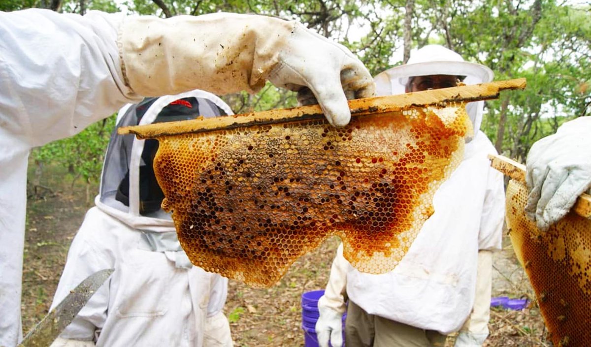 Follow the #honey: 🍯How Smallholdr enables product tracking in rural #Tanzania smallholdr.com/2019/06/follow…