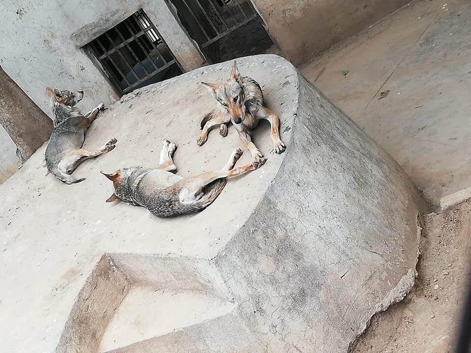 It’s not only the Bear & Kaavan who suffers, the wolves live in an underground moat surrounded by concrete at Islamabad Zoo. This zoo must go through AUDIT.