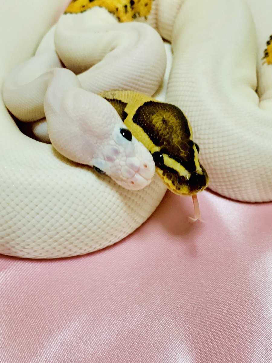ホワイトウエディング