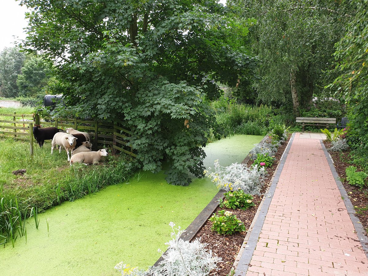 patrick42koning's tweet image. @_maisonpatrick #beleeftuin #respijthuis #respijtzorg #overbelast #mantelzorg #bleskensgraaf #adempauze #molenlanden