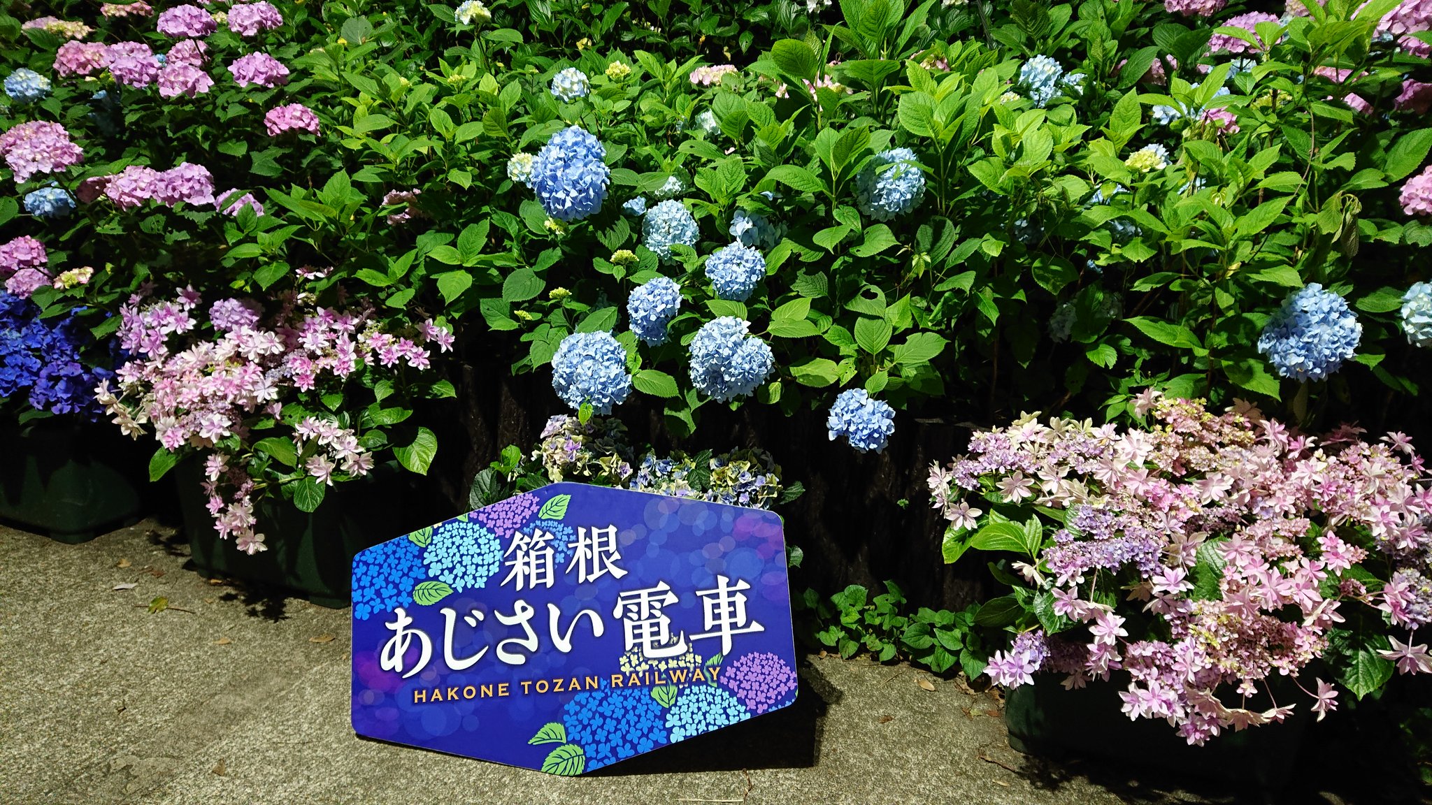 黒いスナフキン 沿線の紫陽花とともに 季節の風景をゆっくり堪能 職員さんたちの手作り感のおもてなしが心地よい時間でした 箱根登山鉄道 あじさい列車 夜のあじさい号 T Co Vebvsimb3q Twitter